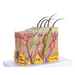 Skin Model 70 Times Enlarged